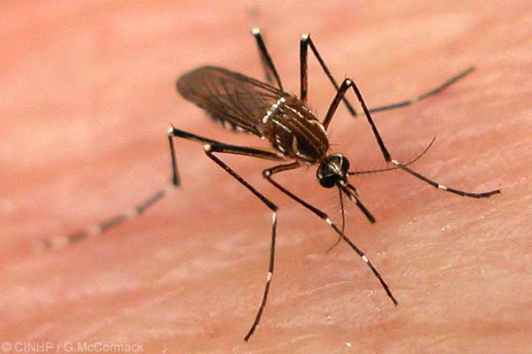 Você está visualizando atualmente Boletim sobre a situação da dengue em Santa Catarina confirma 1.175 casos