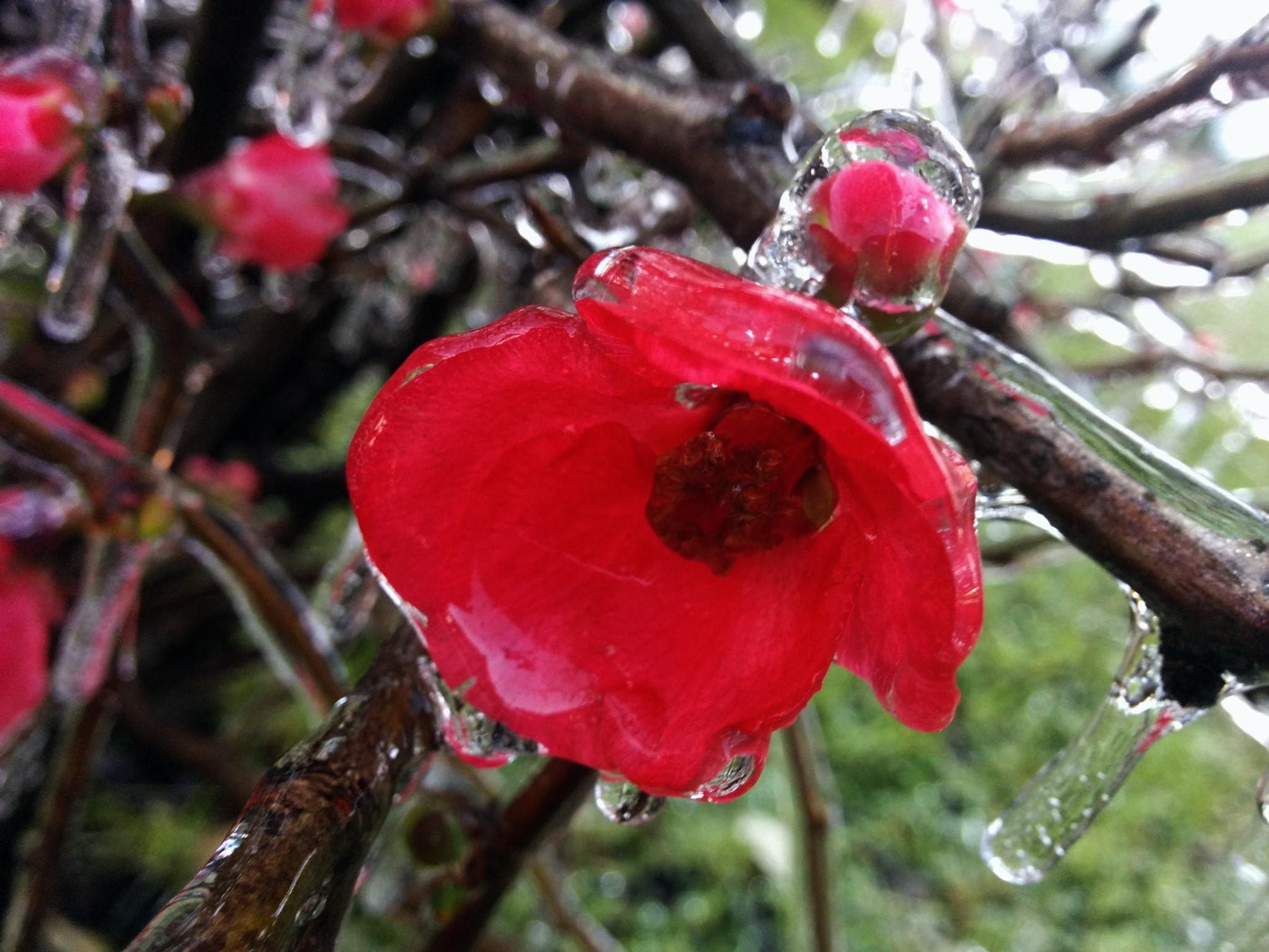 Leia mais sobre o artigo Frio transforma paisagem em São Joaquim