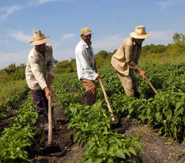 Leia mais sobre o artigo Câmara aprova novos financiamentos para agricultores endividados