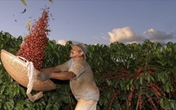 Leia mais sobre o artigo Seguro rural terá novas regras para os próximos três anos