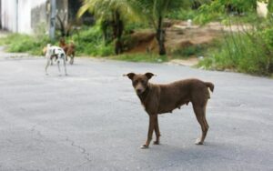 Leia mais sobre o artigo Meio Ambiente aprova exigência de políticas para proteção animal