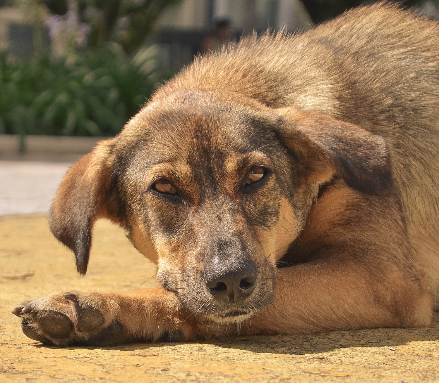 Leia mais sobre o artigo Cisama e Amures estudam controle populacional de cães e gatos