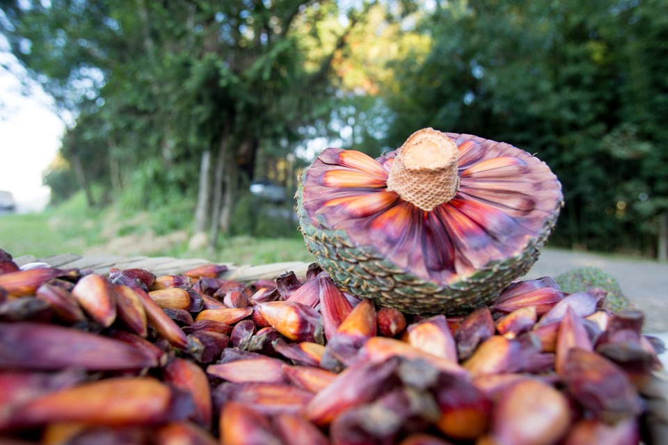 Você está visualizando atualmente Santa Catarina deve colher até 12 mil toneladas de pinhão em 2016