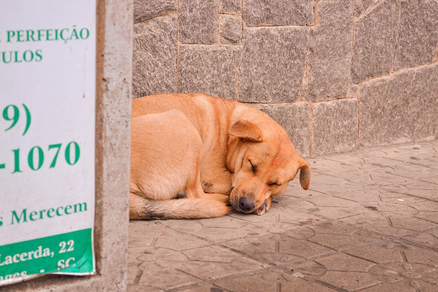 Leia mais sobre o artigo Projeto de lei ajudará controlar população de cães e gatos na região da Amures