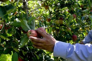 Leia mais sobre o artigo Produção de maçã é tema de debate promovido pela Comissão de Agricultura