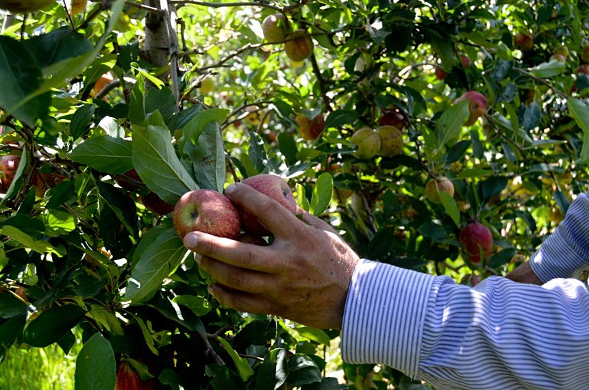 Você está visualizando atualmente Produção de maçã é tema de debate promovido pela Comissão de Agricultura