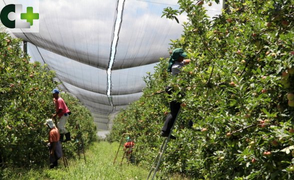 Leia mais sobre o artigo Produtores de maçã reforçam reivindicações em audiência