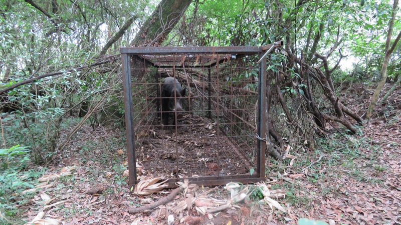 Leia mais sobre o artigo Experimento em Campo Belo do Sul elimina os damos causados pelo javali em pequenas propriedades