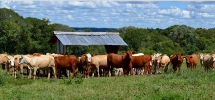 Você está visualizando atualmente Impacto econômico e social da “Operação Carne Fraca” preocupa Associações de Municípios