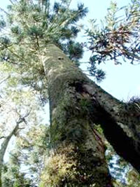 Você está visualizando atualmente Conhecida a maior Araucária de Santa Catarina