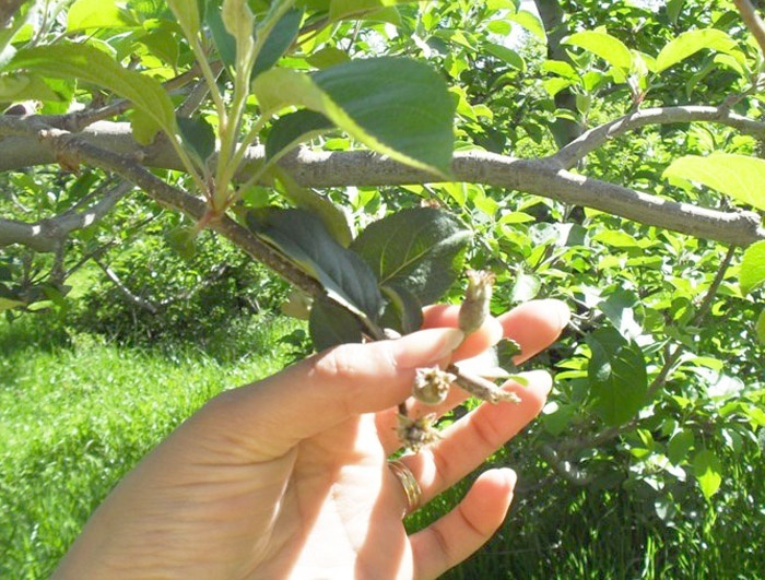 Você está visualizando atualmente Geadas em plena primavera causa prejuízos à fruticultura