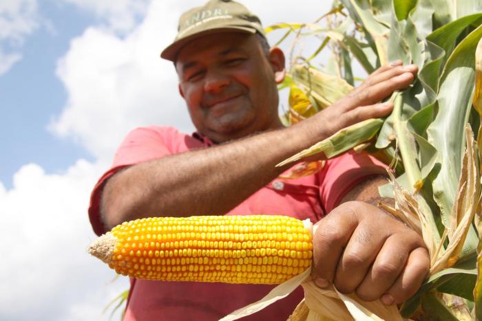 Você está visualizando atualmente Safra de grãos indica boa qualidade e bons preços aos produtores rurais