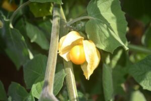 Leia mais sobre o artigo Governo do Estado capacita produtores da região serrana para o cultivo de fruta nobre