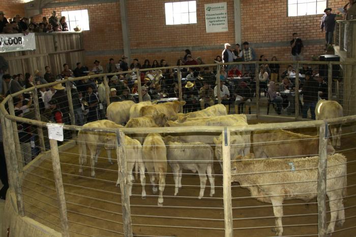 Você está visualizando atualmente Feira vendeu 1.030 animais em Capão Alto Capão Alto