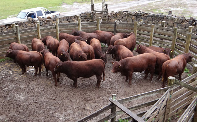 Você está visualizando atualmente Pecuaristas investem no melhoramento genético