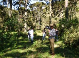 Leia mais sobre o artigo Preservação das araucárias na Serra Catarinense é tema de programa que será transmitido em 30 línguas pela TV alemã DW