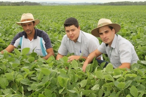 Leia mais sobre o artigo Plantio de grãos cresce 15 % em Otacílio Costa