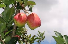 Você está visualizando atualmente Maçã da Serra:Clima determina qualidade das frutas