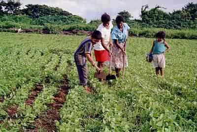 Leia mais sobre o artigo Agricultores podem aderir à renegociação de dívidas do Pronaf até 30 de junho