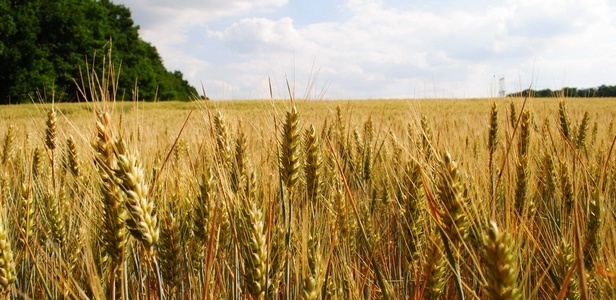 Leia mais sobre o artigo PIB agropecuário cresce 3,6% no 1.° trimestre de 2014