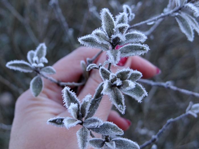 Leia mais sobre o artigo Frio de -7.7ºc congela tudo em Urupema