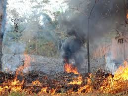 Você está visualizando atualmente Desde o início do ano, mais de 38 mil focos de incêndios foram registrados em todo o Brasil