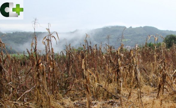 Você está visualizando atualmente Agricultores perdem até 20% de suas plantações com ataques de javalis