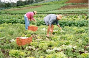 Leia mais sobre o artigo Cadastro Ambiental Rural: prazo para inscrição termina em pouco mais de um mês;