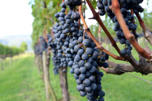 Leia mais sobre o artigo Inicia colheita de uvas na Di Buratto