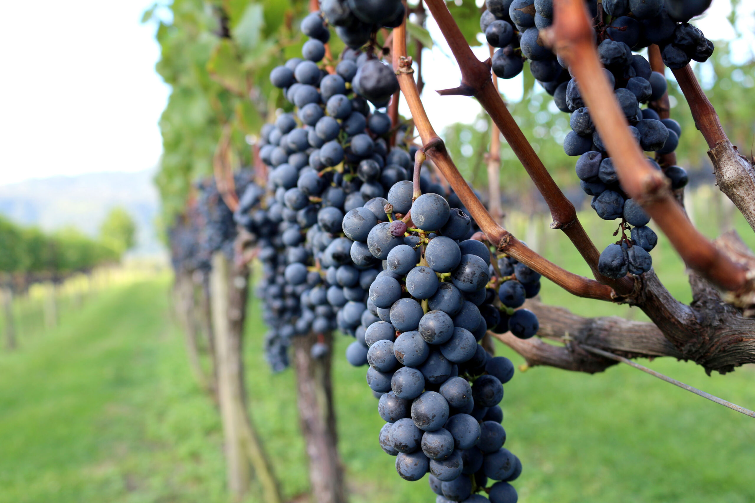 Leia mais sobre o artigo Inicia colheita de uvas na Di Buratto