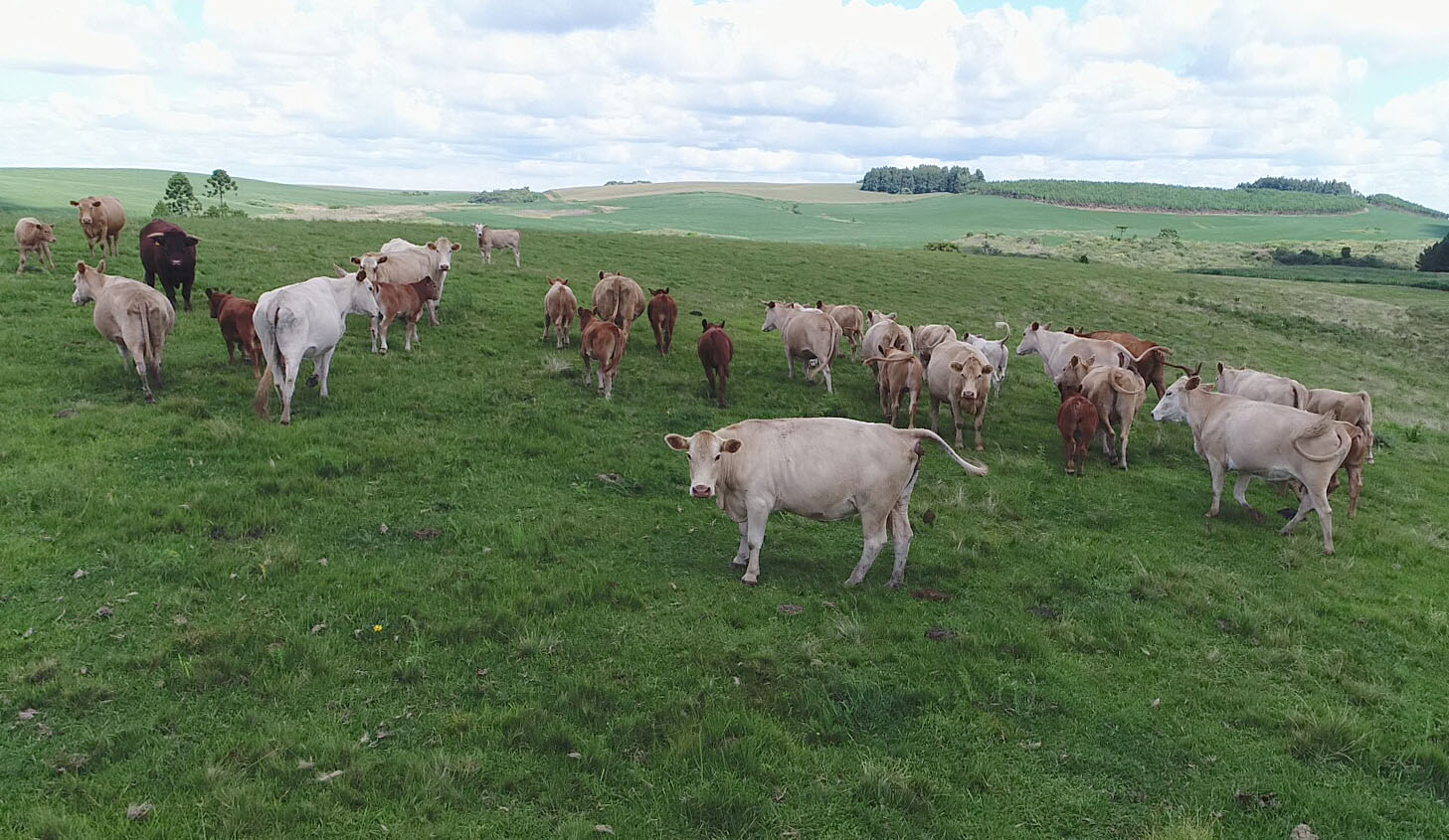 Você está visualizando atualmente Expofeira Multissetorial de Campo Belo do Sul será lançada nesta quarta-feira