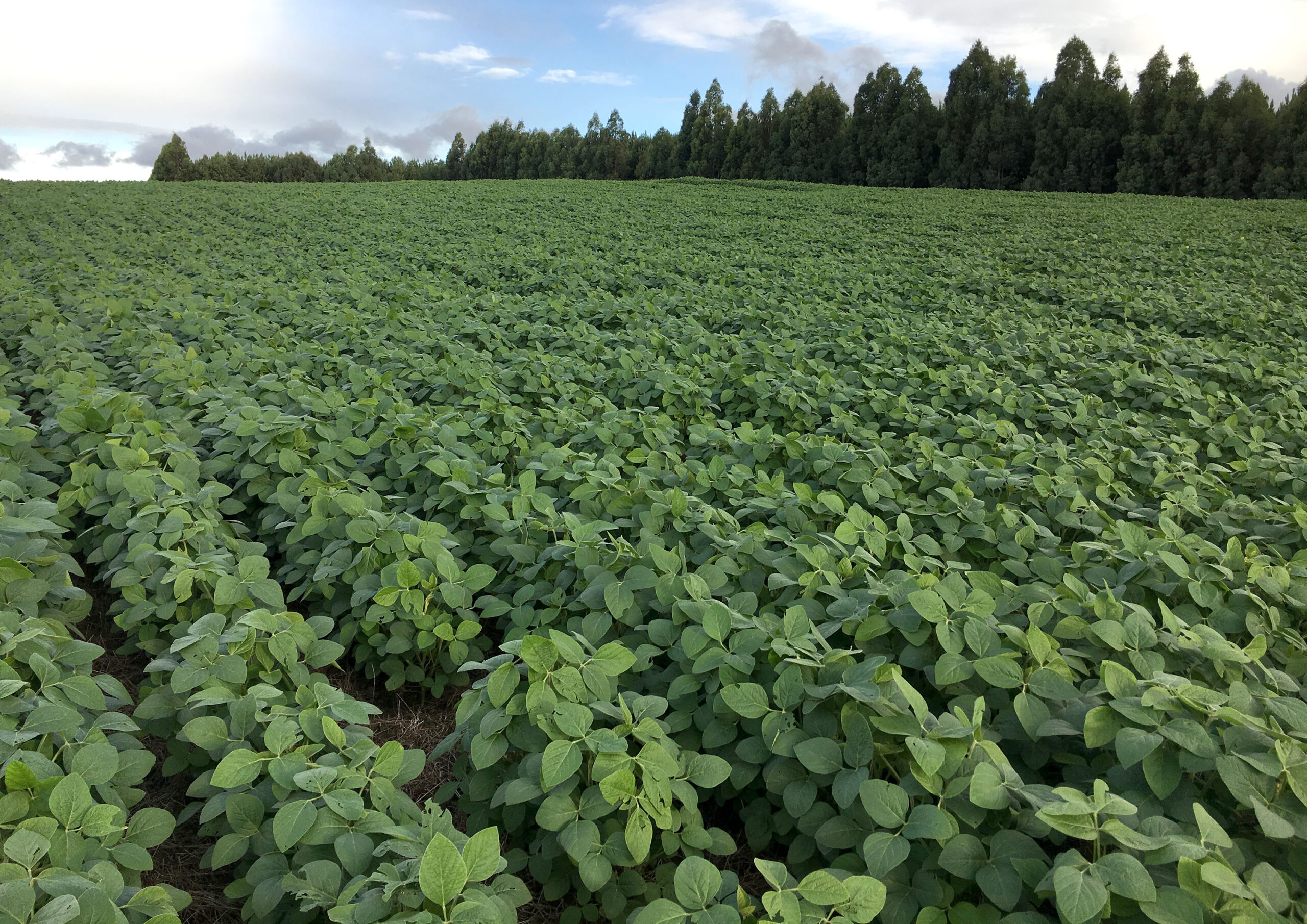 Leia mais sobre o artigo Inicia nesta sexta-feira a Expofeira Multissetorial de Campo Belo do Sul