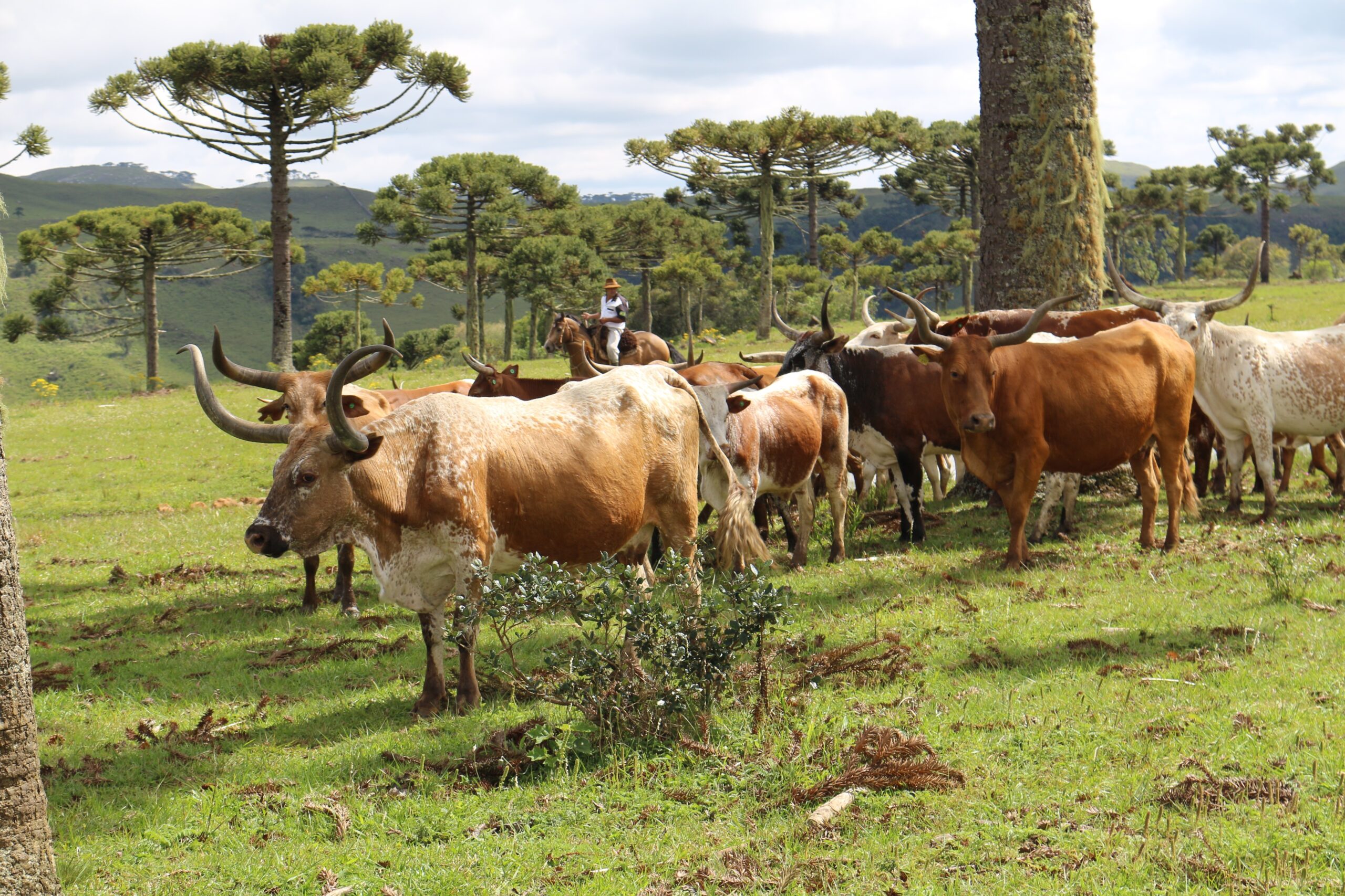 Leia mais sobre o artigo Na verdade, a pesquisa dos temas foi idealizada e aprofundada pela equipe de produção da NSC TV que completa um ano da emissora em Santa Catarina.