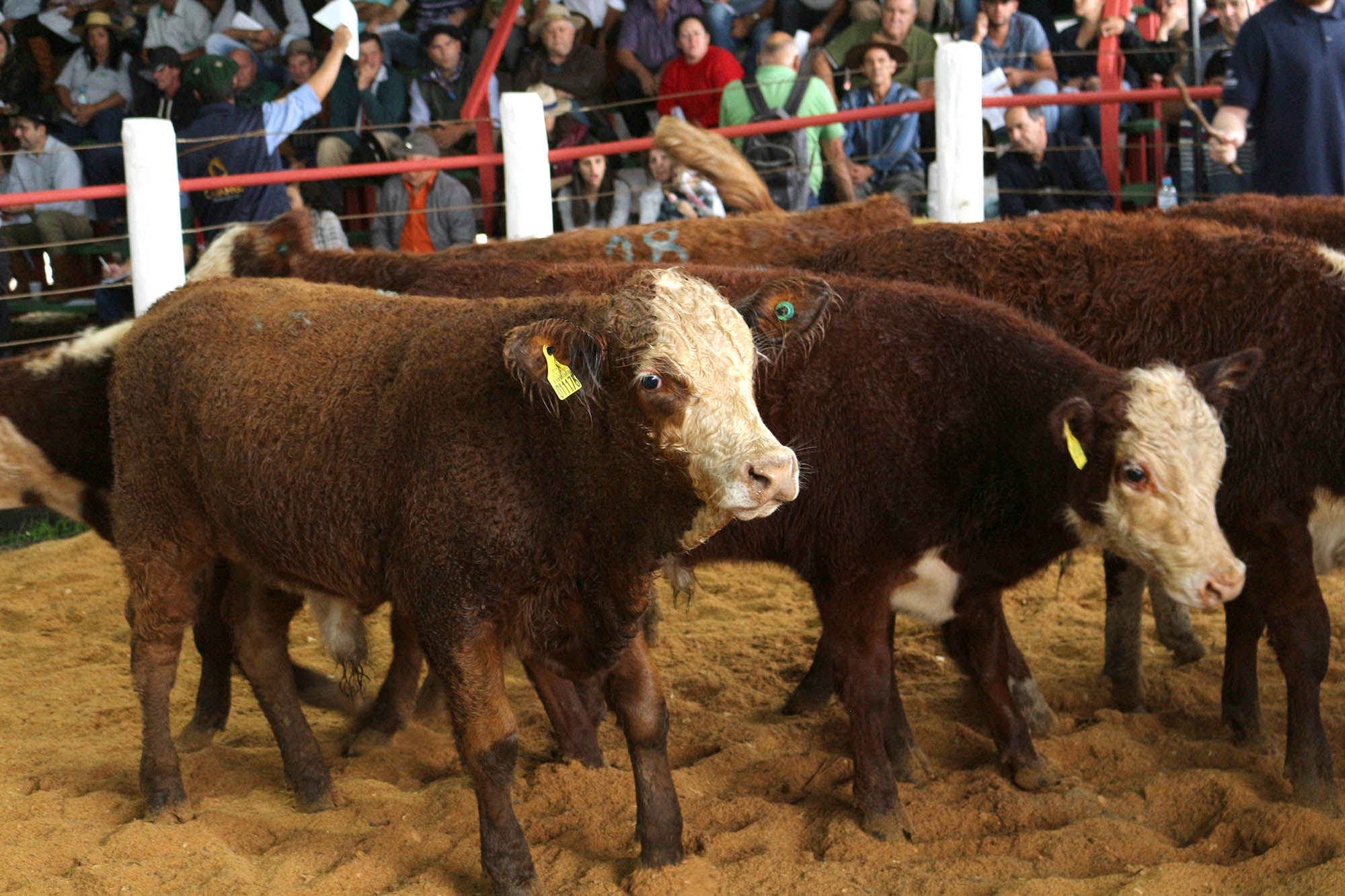 Leia mais sobre o artigo Feira do Terneiro e da Terneira surpreendeu em Campo Belo do Sul