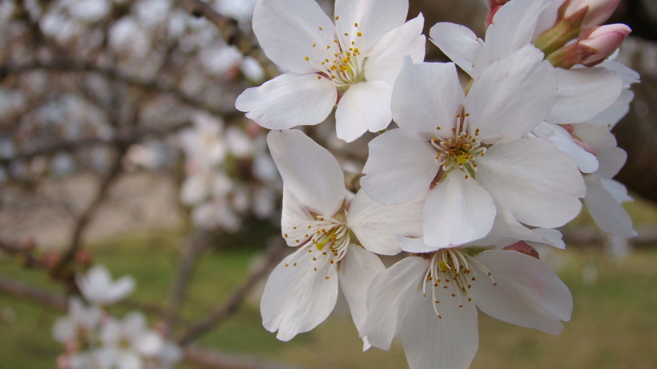 Você está visualizando atualmente O espetáculo da florada das cerejeiras em São Joaquim