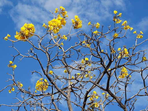 Leia mais sobre o artigo Epagri prevê primavera com pouca chuva