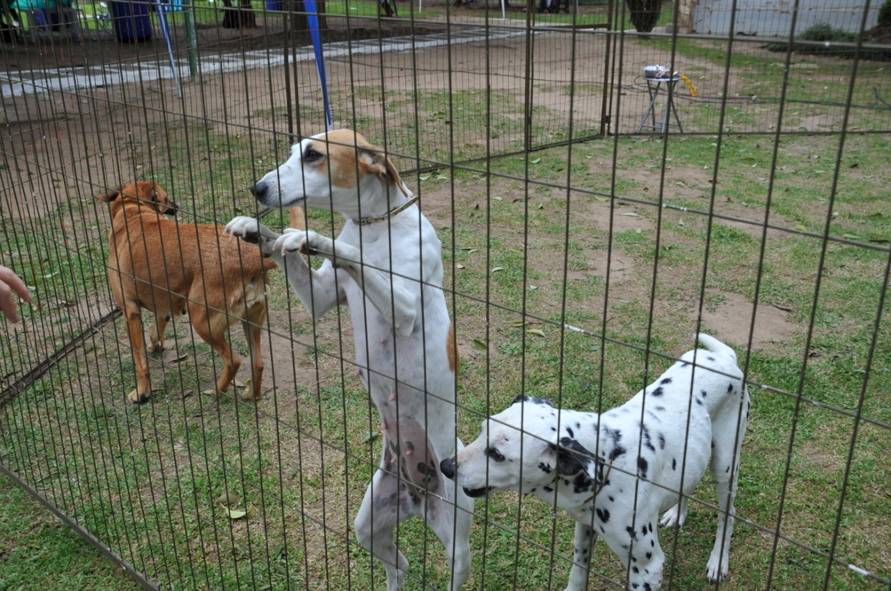 Leia mais sobre o artigo Prefeito Ceron sanciona Lei que institui a campanha Dezembro Verde de combate ao abandono de animais em Lages