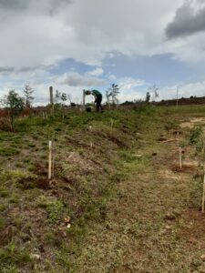 Leia mais sobre o artigo Parque Natural é agraciado com novos 16 mil exemplares típicos da Serra Catarinense em razão de plantio compensatório pela Autopista Planalto Sul/Arteris