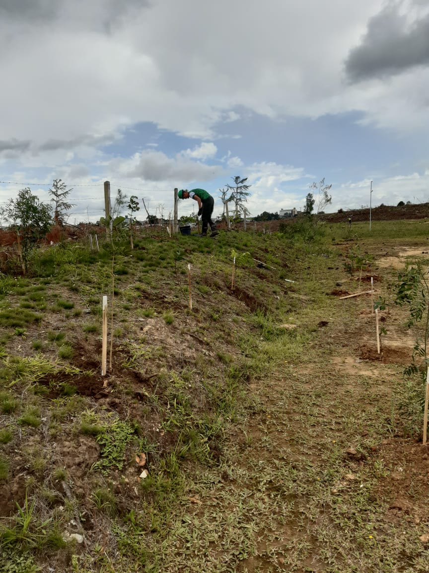 Você está visualizando atualmente Parque Natural é agraciado com novos 16 mil exemplares típicos da Serra Catarinense em razão de plantio compensatório pela Autopista Planalto Sul/Arteris