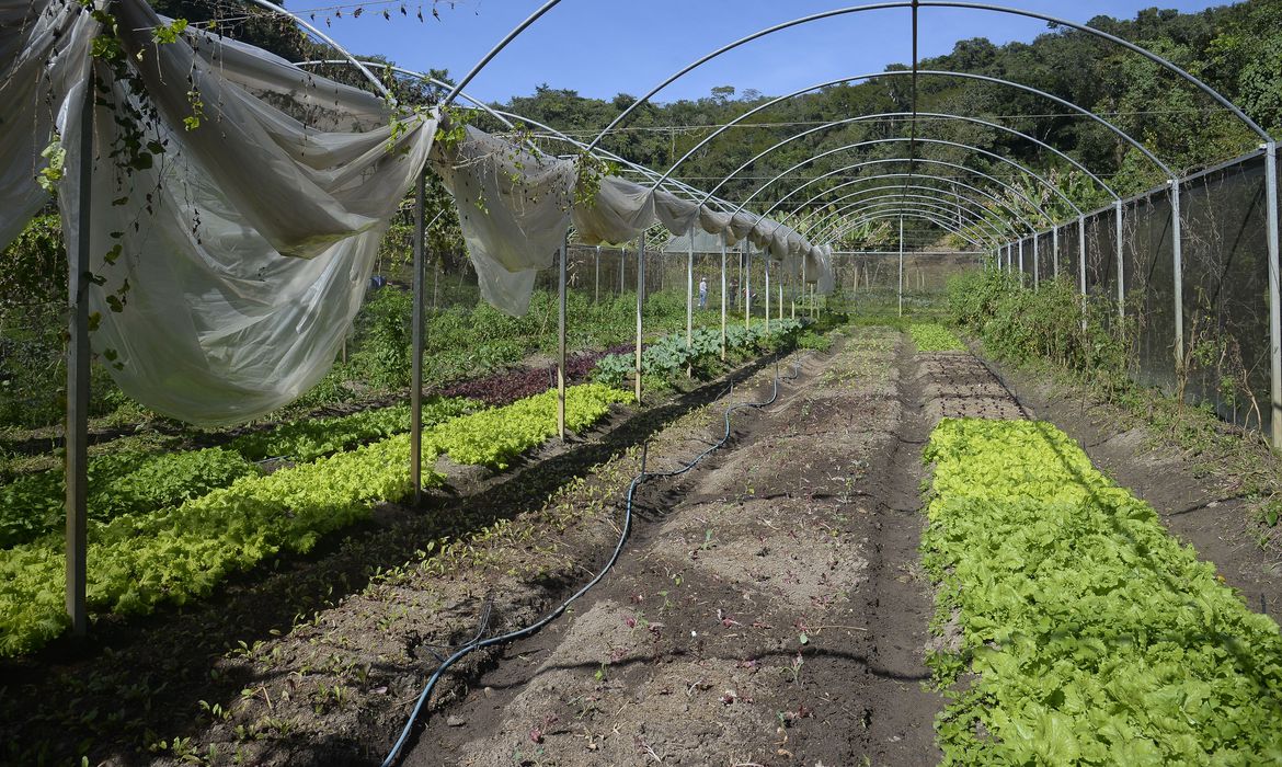 Você está visualizando atualmente Instrução normativa prevê boas práticas para produção de folhosas