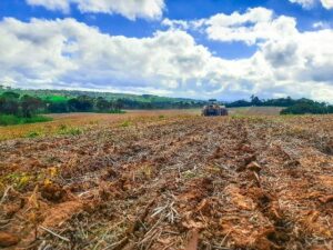 Leia mais sobre o artigo Cultivo de cereais de inverno cresce na região