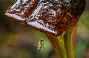 Leia mais sobre o artigo Mel de Melato da Bracatinga do Planalto Sul brasileiro conquista selo de Indicação Geográfica