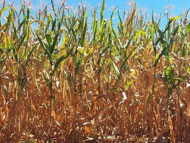 Você está visualizando atualmente Epagri/Cepa estima 43% de perdas na safra catarinense de milho e de cerca de 30% na de soja