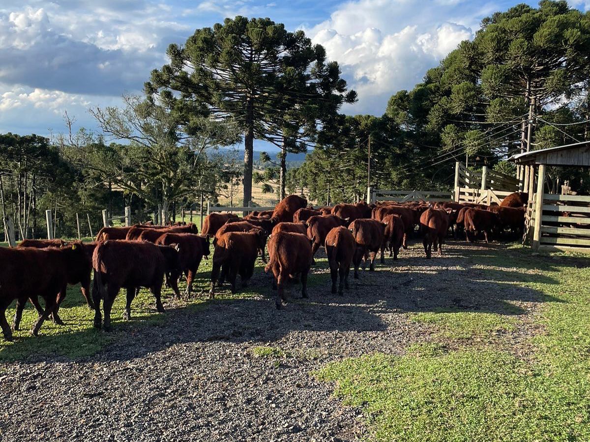 Você está visualizando atualmente Acontecerá a 6ª FEIRA DO GADO no município de Correia Pinto