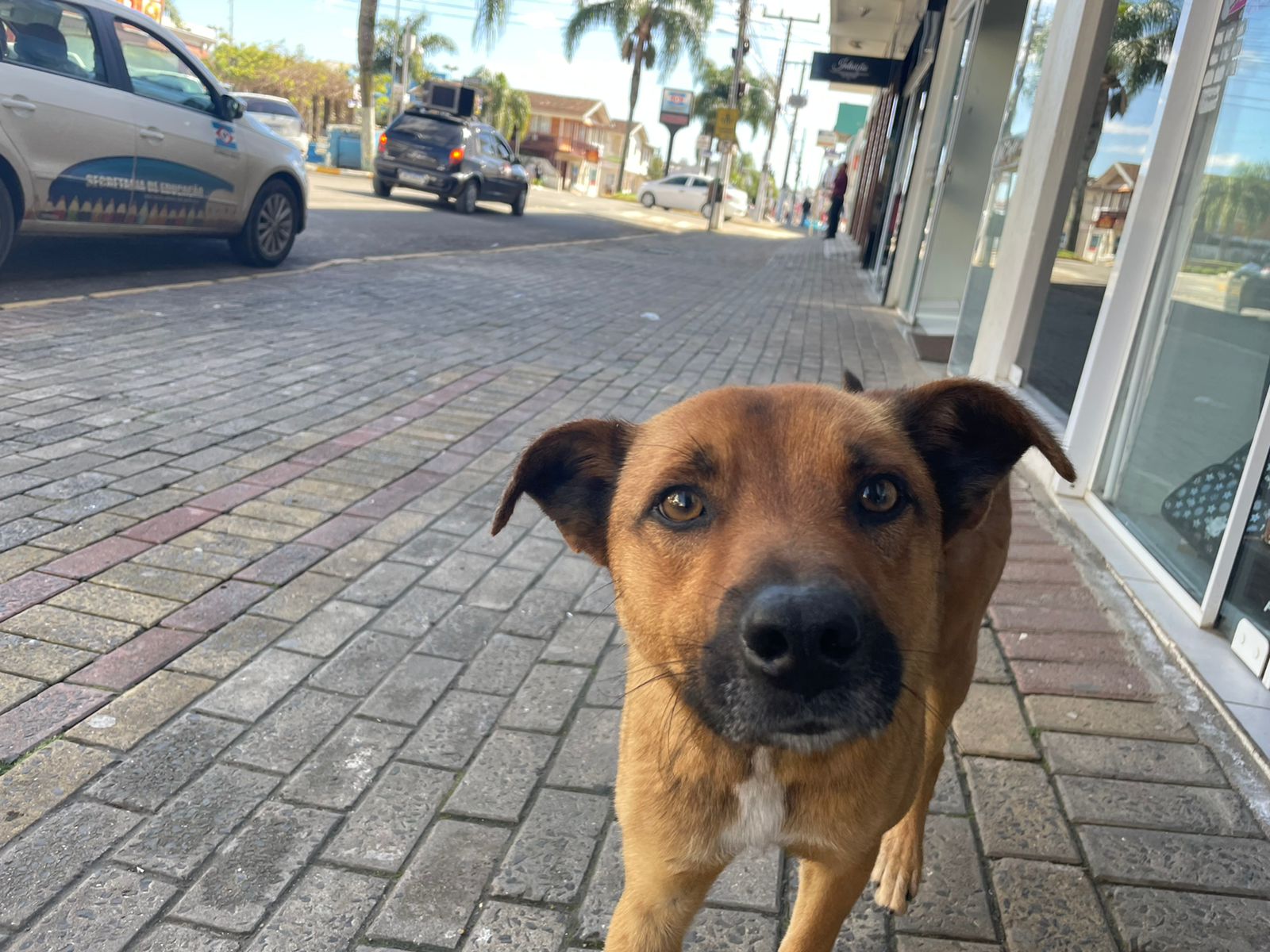 Você está visualizando atualmente PROJETO DE LEI INSTITUI CÓDIGO DE PROTEÇÃO E BEM-ESTAR ANIMAL EM CORREIA PINTO