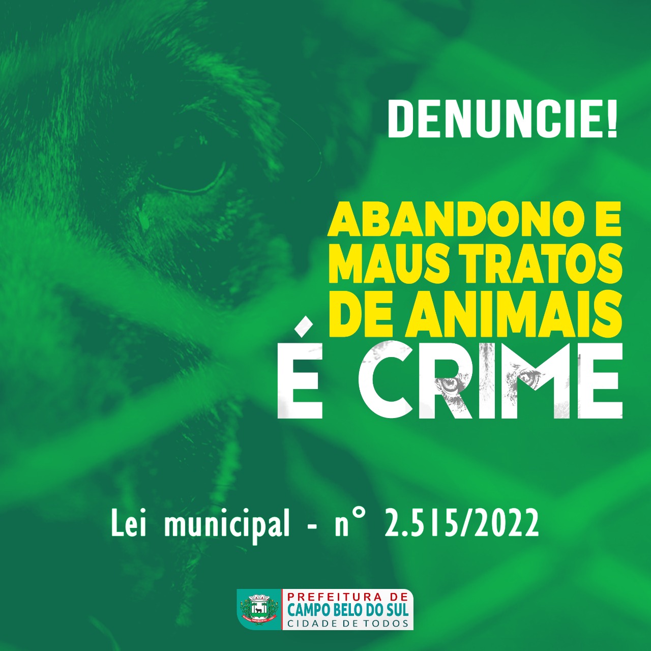 Você está visualizando atualmente Maus tratos e abandonar animais é crime e contribui para o aumento de cães soltos nas ruas