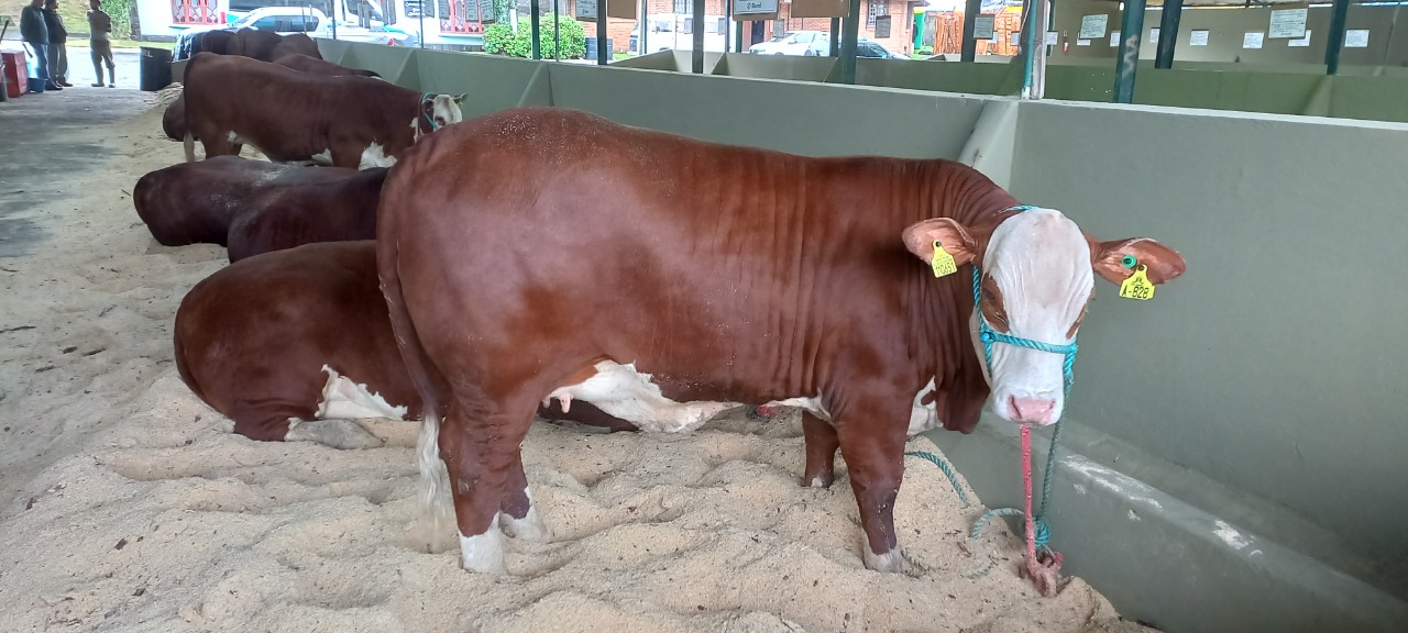 Você está visualizando atualmente Animais começam a chegar no Parque Conta Dinheiro