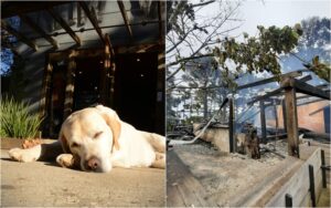 Leia mais sobre o artigo ‘Meu melhor amigo há 10 anos’: mascote morre carbonizado durante incêndio no Snow Valley de SC