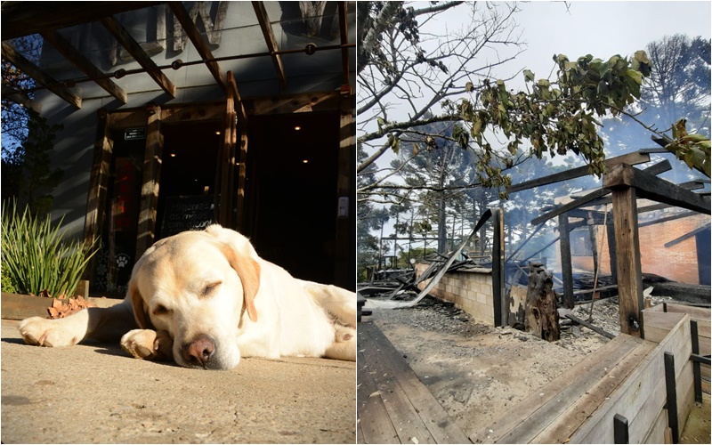 Você está visualizando atualmente ‘Meu melhor amigo há 10 anos’: mascote morre carbonizado durante incêndio no Snow Valley de SC