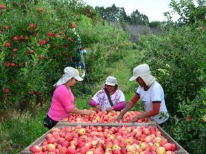 Leia mais sobre o artigo Governadora em exercício participa da abertura da safra nacional da maçã em São Joaquim
